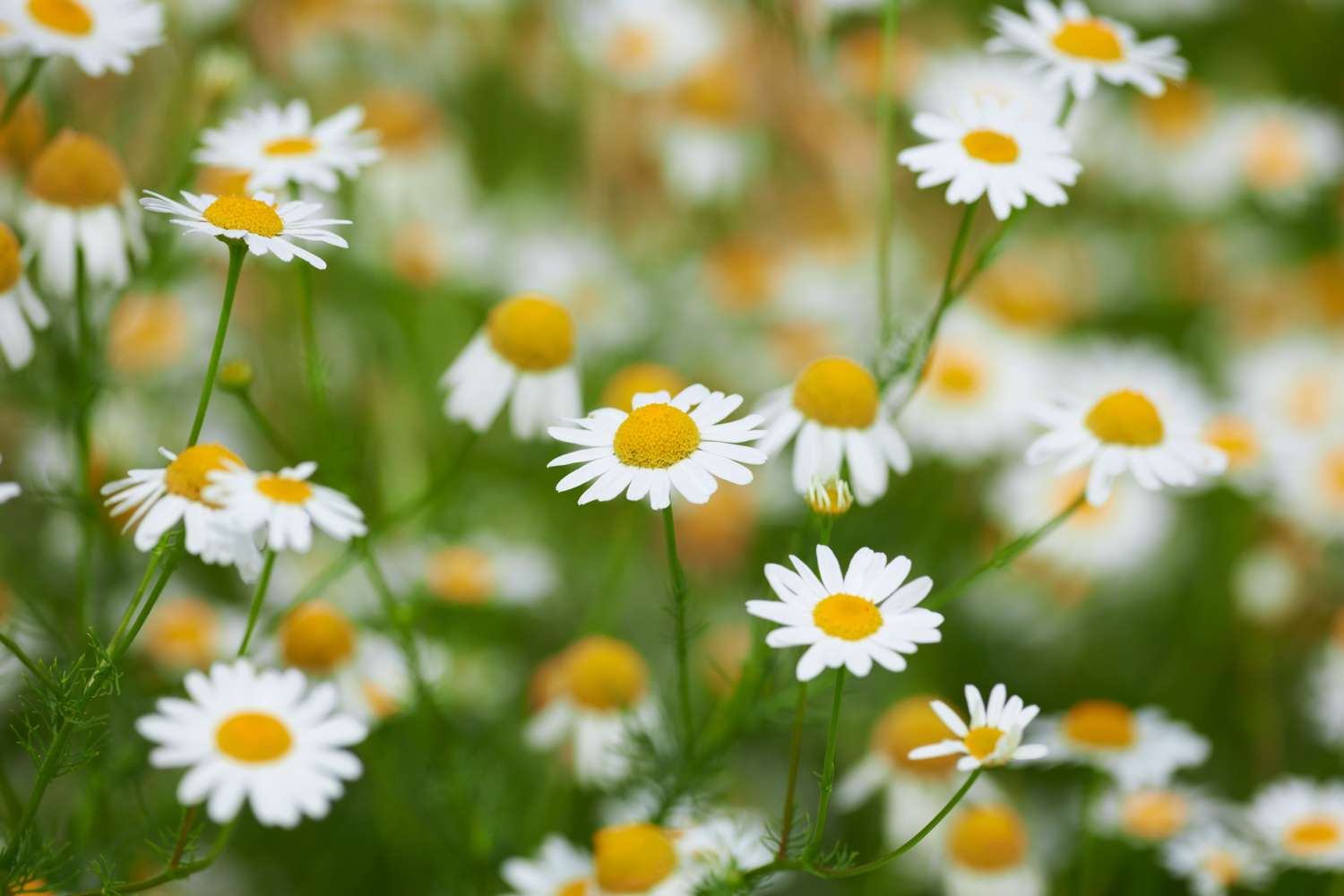 Camomille (graines BIO)